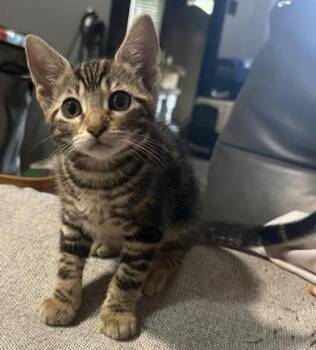 Rozy -  Domestic Short Hair Cat for Adoption in Liverpool, Texas - Rozy | PetCurious