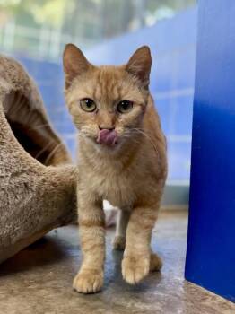Blanca -  Domestic Short Hair Cat for Adoption in Austin, Texas - Blanca | PetCurious