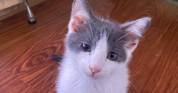 Rescue Domestic Short Hair Cats for Adoption in Greene, New York - Mr Vritt | PetCurious