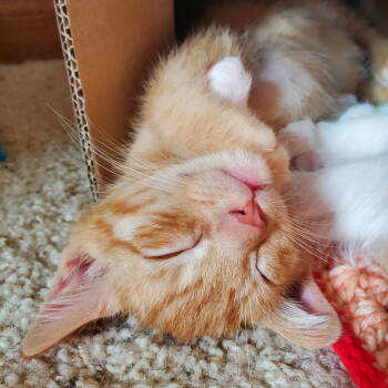 Rescue Tabby and Domestic Short Hair Cats for Adoption - Quinto | PetCurious