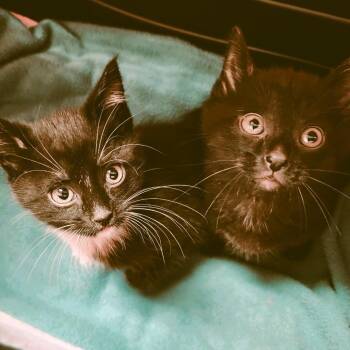 Domestic Short Hair Cats Available for Adoption in Fairfax, Virginia - Danny | PetCurious