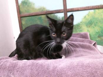 DAYLYNN -  Domestic Short Hair Cat for Adoption in Houston, Texas - DAYLYNN | PetCurious