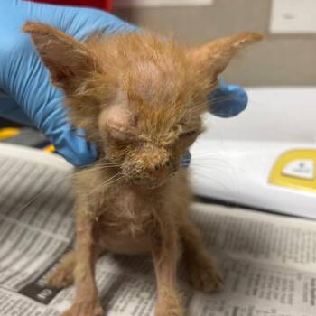 Centaur -  Domestic Short Hair Cat Available for Adoption in Yuma, Arizona - Centaur | PetCurious