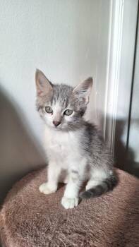 Leslie -  American Shorthair Cat for Adoption in Roanoke, Virginia - Leslie | PetCurious