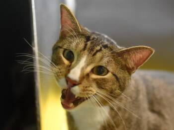 Cockroach -  Domestic Short Hair Cat for Adoption in Portland, Oregon - Cockroach | PetCurious