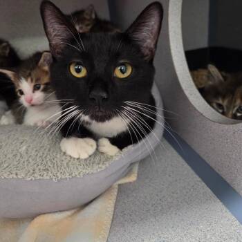 Siren -  Domestic Short Hair Cat for Adoption in North Battleford, Saskatchewan - Siren | PetCurious