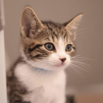 Orzo (blue collar) -  Domestic Short Hair Cat for Adoption in Philadelphia, Pennsylvania - Orzo (blue Collar) | PetCurious