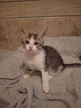 Domestic Short Hair Cats Available for Adoption - Rigel G. | PetCurious