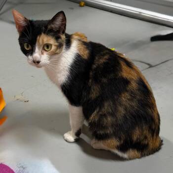 Lollipop -  American Bobtail and Domestic Short Hair Cat for Adoption in Brownsboro, Alabama - Lollipop | PetCurious