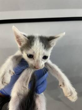 CLOUD -  Domestic Short Hair Cat for Adoption in Doral, Florida - CLOUD | PetCurious