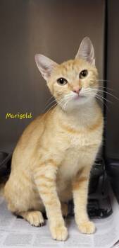 Marigold -  Domestic Short Hair Cat for Adoption in Marion, Mississippi - Marigold | PetCurious