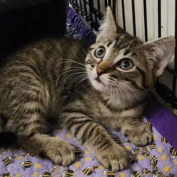 Whitney K46517 -  Domestic Short Hair Cat for Adoption in Corsicana, Texas - Whitney K46517 | PetCurious