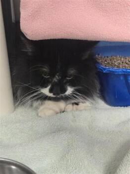 Sherlock -  Domestic Short Hair Cat for Adoption in Montreal, Quebec - Sherlock | PetCurious