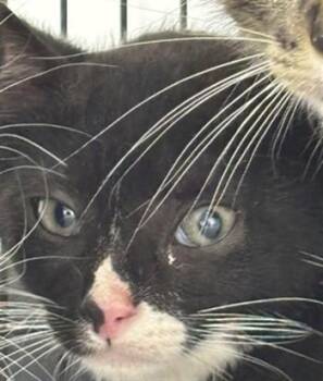 PAPAYA -  Domestic Short Hair Cat for Adoption in Fort Lauderdale, Florida - PAPAYA | PetCurious
