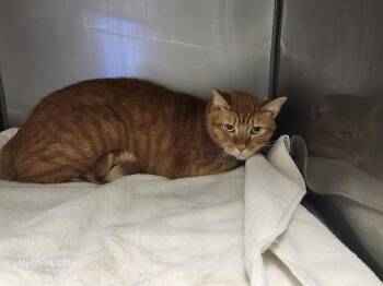 Domestic Short Hair Cats Available for Adoption - MANGO | PetCurious