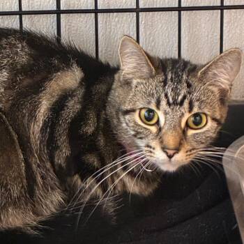 Betsy -  Domestic Short Hair Cat for Adoption in Uniontown, Pennsylvania - Betsy | PetCurious