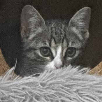 Furby -  Domestic Short Hair Cat for Adoption in New York, New York - Furby | PetCurious
