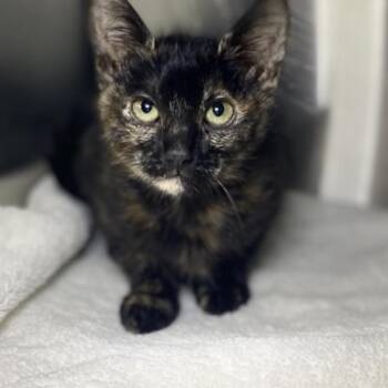 Manon -  Domestic Short Hair and Mixed Breed Cat for Adoption in Palm Springs, California - Manon | PetCurious