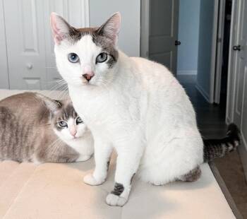 Domestic Short Hair Cats Available for Adoption - Pearl (BLUE Eyes) *See Video! So Sweet  | PetCurious