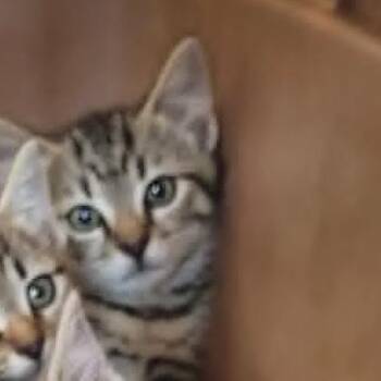 Louie - in Cockeysville, MD -  Domestic Short Hair Cat for Adoption - Louie - In Cockeysville, MD | PetCurious