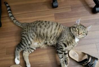 Rescue Domestic Short Hair Cats for Adoption in Bellevue, Washington - Dewey | PetCurious