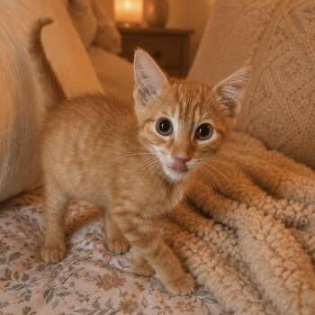 Woody -  Domestic Short Hair Cat for Adoption in Inman, South Carolina - Woody | PetCurious