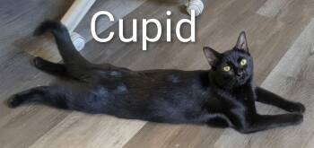 Cupid -  Domestic Short Hair Cat for Adoption in Mears, Michigan - Cupid | PetCurious