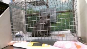 A2098245 -  Domestic Short Hair Cat for Adoption in Houston, Texas - A2098245 | PetCurious