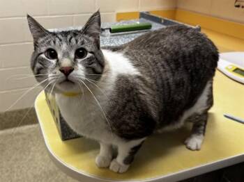 POE -  Domestic Short Hair Cat for Adoption in Colorado Springs, Colorado - POE | PetCurious