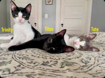 Tate, Titus, and Trinity (reduced adoption fee) -  Domestic Short Hair Cat for Adoption in Melrose, Massachusetts - Tate, Titus, And Trinity (reduced Adoption Fee) | PetCurious