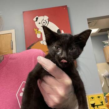Raspberry -  Domestic Medium Hair Cat for Adoption in Chattanooga, Tennessee - Raspberry | PetCurious