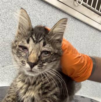 CALAMARI WRESTLER -  Domestic Long Hair Cat for Adoption in Indianapolis, Indiana - CALAMARI WRESTLER | PetCurious