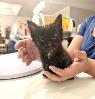 Domestic Short Hair Cats Available for Adoption in Camden, South Carolina - Punch List (Available For Pre-adoption) | PetCurious