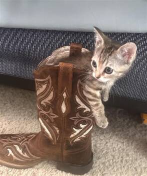 Jolly -  Domestic Short Hair Cat Available for Adoption in Fayetteville, Arkansas - Jolly | PetCurious