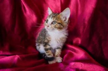 Champange -  Domestic Short Hair Cat for Adoption in San Antonio, Texas - Champange | PetCurious