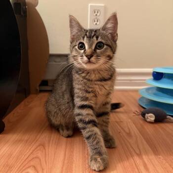 KitKat -  Domestic Short Hair Cat for Adoption in Ottawa, Ontario - KitKat | PetCurious