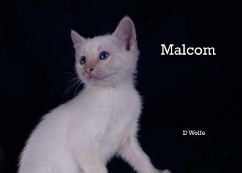 Malcolm -  Siamese Cat for Adoption in York, Nebraska - Malcolm | PetCurious