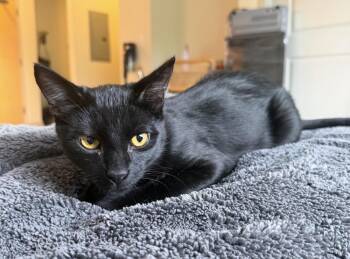 Domestic Short Hair Cats Available for Adoption in Evergreen, Colorado - Tater | PetCurious