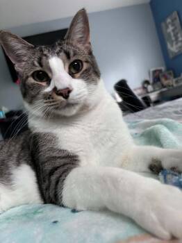 Addison III   (Stoic) -  Domestic Short Hair Cat for Adoption in Muskegon, Michigan - Addison III   (Stoic) | PetCurious