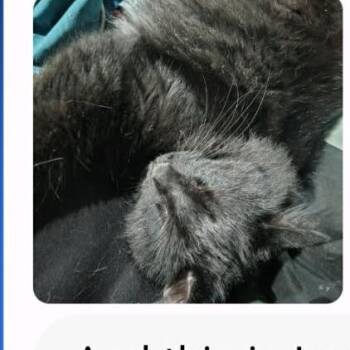 Domestic Short Hair Cats Available for Adoption in Austin, Texas - Glamorous Moon | PetCurious