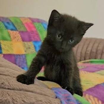 Macchiato -  Domestic Short Hair Cat for Adoption in South Elgin, Illinois - Macchiato | PetCurious