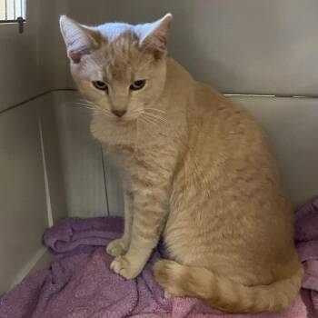 Domestic Short Hair Cats Available for Adoption - Joe Alwyn | PetCurious
