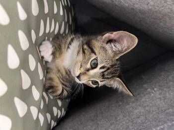 Thumper -  Domestic Short Hair Cat for Adoption in Courtenay, British Columbia - Thumper | PetCurious