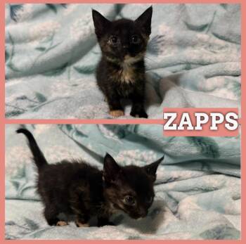 Domestic Short Hair Cats Available for Adoption in Batesville, Arkansas - Zapps | PetCurious
