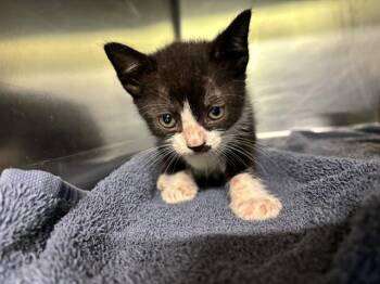 Rescue Domestic Short Hair Cats for Adoption in Grand Prairie, Texas - BLAKE | PetCurious