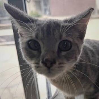 Outlaw -  Domestic Short Hair Cat for Adoption in Lenexa, Kansas - Outlaw | PetCurious