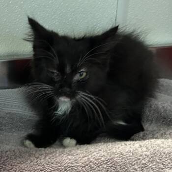 IVHS-Stray-139985 -  Domestic Medium Hair Cat for Adoption in San Gabriel, California - IVHS-Stray-139985 | PetCurious