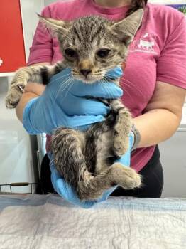 Domestic Short Hair Cats Available for Adoption in North Charleston, South Carolina - 06701B Gracie | PetCurious