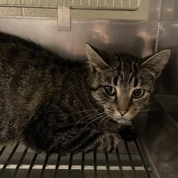 Maggie -  Domestic Short Hair Cat for Adoption in Bristol, Indiana - Maggie | PetCurious