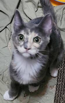 Dilly -  Domestic Short Hair Cat for Adoption in Fort Worth, Texas - Dilly | PetCurious
